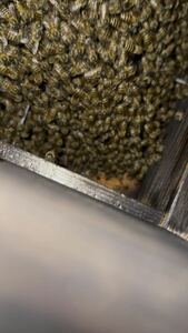 日本ミツバチ分蜂群