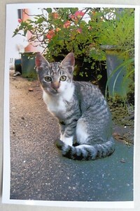 ■ 沖縄の猫 ■　KGサイズ 　.C　ほぼハガキ大（自作品）