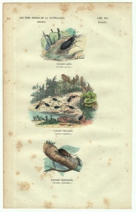 1837年 スペイン 博物図鑑 鋼版画 手彩色 Pl.16 オサムシ科 ブルーグラウンドビートル アオカタビロオサムシ 博物画