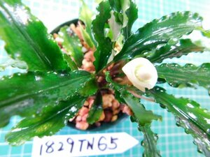 ◎1829TN65　 (自家栽培）水草　ブセファランドラ　Bucephalandra sp. from Bukit Kelam AZ便