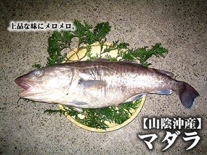 ！特大！真鱈マダラ【 5.6kg×1匹） 】[トロ箱冷凍]鳥取県産 1箱で出荷 たら タラ・他商品