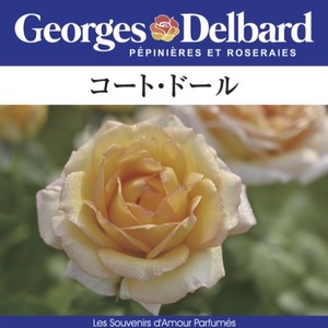 送料無料　コート ドール　新苗4号鉢　　鉢植え バラ 薔薇 デルバール フレンチローズ