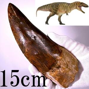 ◆カルカロドントサウルス◆直線計測 15cm超 牙 歯 化石/肉食恐竜 化石/国内最大級の大きさ/ティラノサウルス スピノサウルス 好きにも/930
