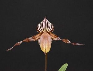 洋蘭 原種 地生蘭 野生蘭 パフィオセレクト株 Paph.wilhelminae 