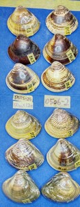 蛤 YMRS−24-0506-2　50mm×12個　　江戸前　ハマグリ　貝殻　標本　材料