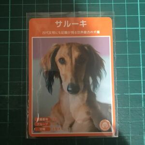 【犬種図鑑カード】 No.053 サルーキ