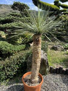 1m58.5cm 太 ユッカ ロストラータ 発根　耐寒性-15 ドライガーデン 地植え シンボルツリー Yucca ガーデニング 庭