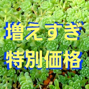 【特別価格】多肉植物セダム　タイトゴメ50カット【育成説明書】