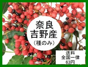送料63円 奈良県吉野産◆完熟 山椒の種 10粒 2023年9月採取◆サンショウの種 さんしょうの種