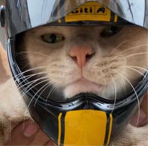 猫用ヘルメット インスタグラム等に最適