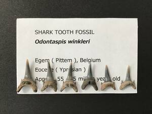 サメ 歯 化石 オドンタスピス [OD11] サメの歯 鮫の歯 鮫 牙 オオワニザメ