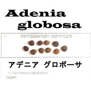 11月入荷 Adenia globosa アデニア グロボーサ 5粒 種 種子