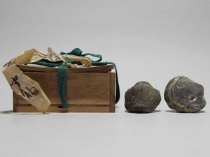 時代鑑賞自然標本貝化石貝殻化石貝塚貝場化石貝蛤発掘考古資料個人蔵コレクター蒐集品
