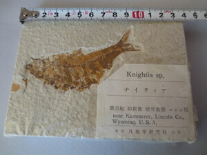 【艸】　化石　魚　ナイティア　Knightia sp　軟骨魚類　USA産　 　　20dse11