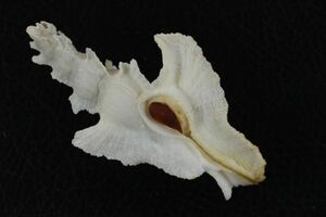 カラスキガイ　85.4㎜ 　タカラガイ　貝標本　貝殻