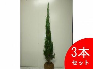 ブルーエンジェル 樹高1.5m前後 根巻 （2本セット）（送料無料） 苗 植木 苗木 庭