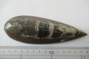 化石　直角石(オーム貝）(Orthoceras) 凸面磨き　191g モロッコ