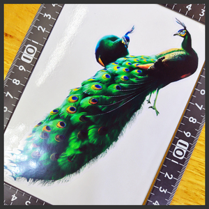 孔雀 ステッカー 15×10 (cm) Peacock02　　 　 [ ピーコック クジャク 野生 動物 自然 山 アウトドア アート]