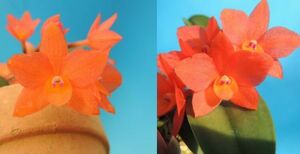 T♪洋蘭　 Cattleya cernua x sib. (`Setting Sun