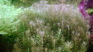 【自家飼育栽培】ロタラsp.ニーラギリ 水草 水中葉 約10cm 20本 サブ水槽 送料無料 匿名配送