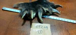 ●熊の爪●ヒグマの手② 指5本 羆 ひぐま ベアークロー 熊 クマの手 DIY くまの手 クマの爪 熊の手 クムンカムイ 魔除け アクセサリー