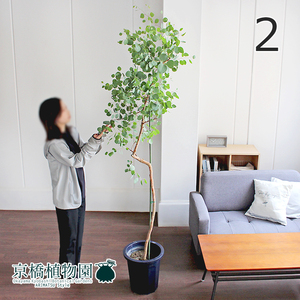 【現品】ユーカリ・ポプルネア/ポポラス 10号 紺鉢（2）Eucalyptus“polyanthemos”