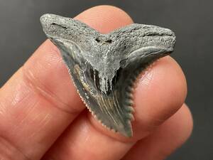 サメ 歯 化石 カマヒレザメ [HE77] サメの歯 鮫の歯 鮫 牙