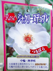 [緑の市場]つるバラ ジャクリーヌテュプレ(3157)全高：38㎝＊同梱包対応「まとめて取引」厳守＊80サイズ送料明記