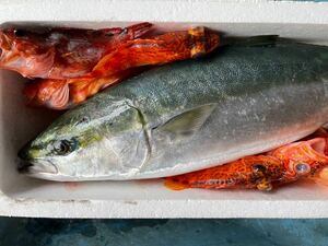 冷蔵　３０日釣鮮魚ボックス　冷蔵鮮魚