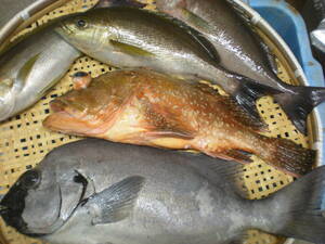 鹿児島県産　高級魚　石鯛と超特大カサゴ、それに　今が旬!!　良型イサキのセット　　冷凍物