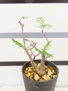 2085 「塊根植物」センナ メリディオナリス 植え【Senna meridionalis・発根・マダガスカル・芽吹き】