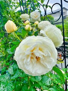アルテ挿木苗、白いバラ、四季咲き、初心者向き、切花向き！ホワイトガーデン、ポットごと