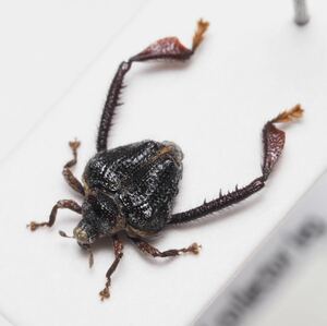 極端に長い後脚をもつペルーの異形ゾウムシ Tachygonidius sp. この1頭のみ