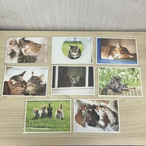 【K4879】 未使用 ネコ 写真 ポストカード 8枚セット 猫 キャット ねこ 動物 コレクション 長期保管 自宅保管