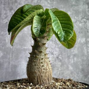 【2022年播種】パキポディウム・ウィンゾリー④(Pachypodium baronii var.windsorii) / 塊根植物 コーデックス 多肉植物