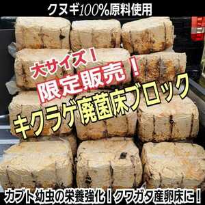 カブトムシ幼虫の栄養強化に！キクラゲ菌床特大ブロック【4個】マットに埋め込むだけでモリモリ食べる　クワガタの産卵床にも　クヌギ100％