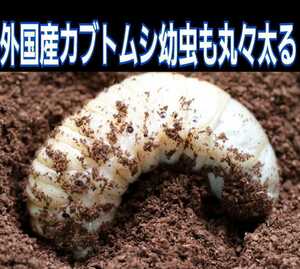 オオヒラタケ菌床天然発酵カブトムシマット【50L】自然界のバクテリアのみで完成したナチュラルマット！幼虫が大きく育ちます！産卵にも！