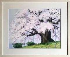 透明水彩画　原画　「醍醐の桜」額縁付　F6サイズ　風景画