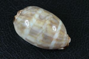 ホソヤクシマダカラ　無模様変異　61.3㎜　タカラガイ　貝標本　貝殻