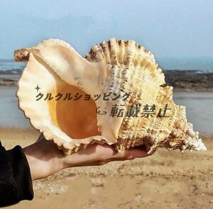 巻貝 貝殻 法螺貝 貝 海 飾 約22-24cm ビッグ り オーナメント おしゃれ クリエイティブ インテリア オブジェ 小物 置物 雑貨 巻貝