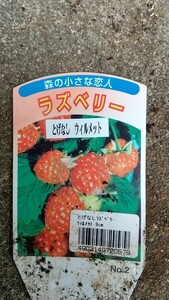 ラズベリー、ウィラメット コスパ優良。 大粒の果実なる 。現在はほとんど販売していない希少品種。総合評価は高い。トゲ無一期なり