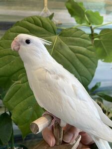 食用オカメインコタマゴ　3個