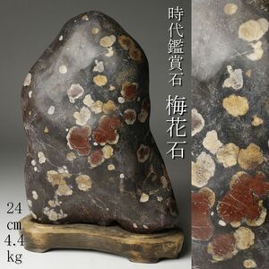 【LIG】時代鑑賞石 梅化石 24㎝ 4.4kg 花紋石 台座付 置物 コレクター収蔵品 [.O]24.5