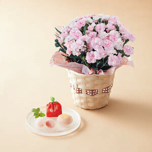 母の日専用 花 メッセージカード付 カーネーション鉢植え バンビーノ4号とあまおうぷるるんのセット 24-6706-032