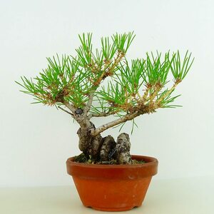 盆栽 松 黒松 樹高 約17cm くろまつ Pinus thunbergii クロマツ マツ科 常緑針葉樹 観賞用 小品 現品