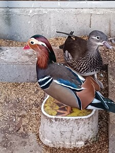 オシドリ食用有精卵1個