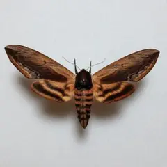 外国産蛾標本　ヨーロッパコエゾエビガラスズメ　蝶標本　珍品
