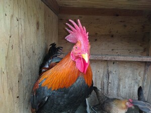 岐阜地鶏の卵