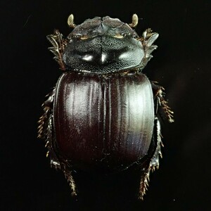 /Vl** 広西チワン族自治区産 大型Dung Beetle 34.4mm