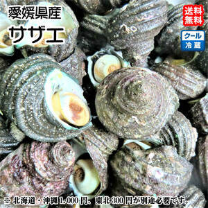 サザエ8~12個で900~1000g分 愛媛 天然 海士漁 浜から直送 送料無料 北海道/沖縄/東北は別途送料 宇和海の幸問屋